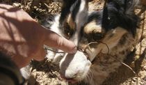 star-la-chienne-martyre_articlephoto.jpg