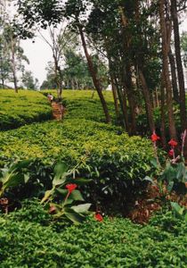 sri lanka 2