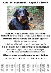 CHIEN-HARKO-PERDU.png