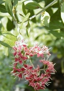 henne fleur