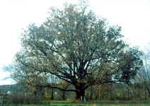 ILLINOIS Quercus alba