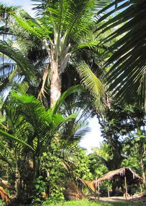 l'arbre du ségo