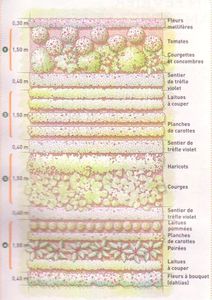 Organisation des cultures