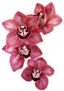 gif orchidée