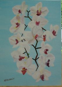 orchidee 2