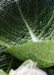 Chou-vert--3-.JPG