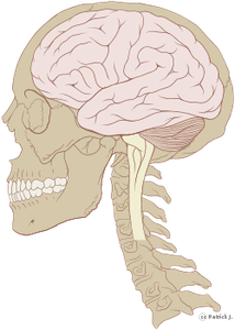 cerveau