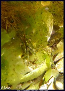 2011-07-30 Palaemon serratus