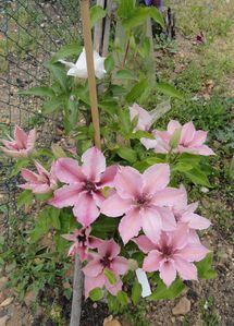 Clematite Rose