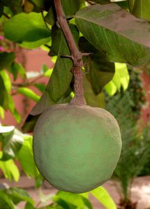 Zaban -Saba senegalensis