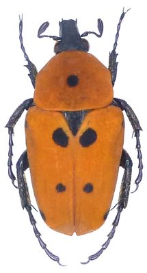 Epixanthis novempunctata
