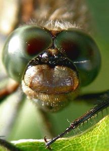 YEUX-LIBELLULE.jpg