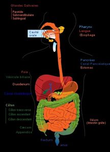 350px-Digestive_system_diagram_fr_svg.JPG