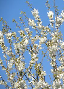 Merisier en fleur