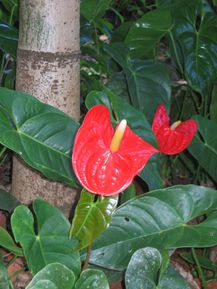 Botanic Garden Puerto Vallarta (45)