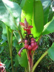 Botanic Garden Puerto Vallarta (47)