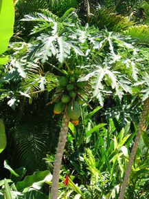 Botanic Garden Puerto Vallarta (53)