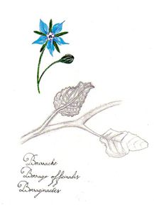 planche-herbier-bourrache.jpg