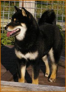 Shiba1