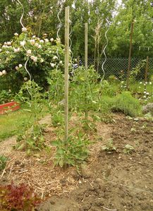 tomates (2)