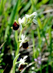 ophrys-araignee.jpg