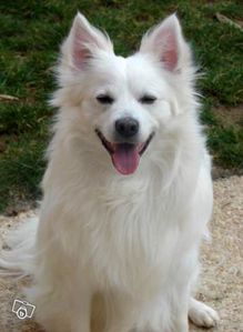 spitz-allemand-blanc