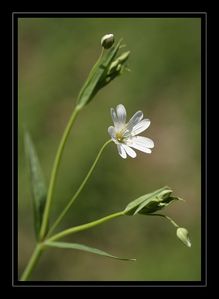 Stellaire holostée