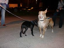 chichopodenco.jpg