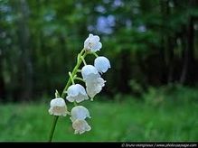 muguet-routes-terroir