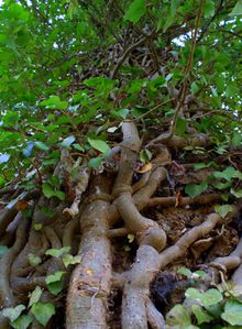 DSC01083.JPG