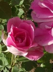 DSCF1625