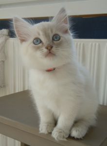 Y ET F CHATONS SEMAINE 8-9 09 GIPSY ++++++9