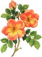 Fleurs orange