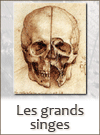 visage.gif
