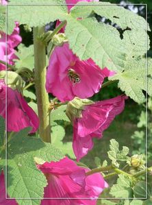 abeille-rose.tremiere