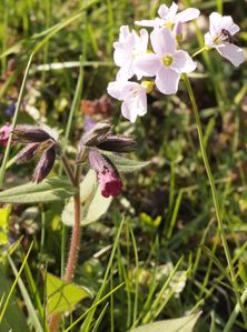 pulmonaire, cardamine des prés, insecte