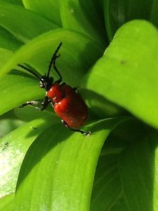 Bestiole rouge