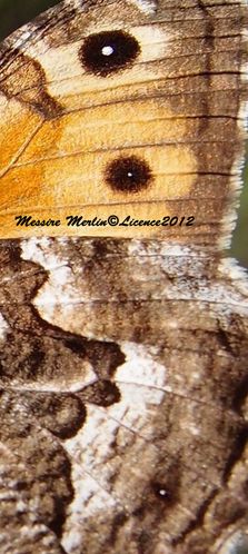 détail aile Agreste Nymphalidae copie