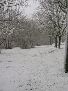 Des arbres et de la neige