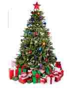 sapin10.jpg