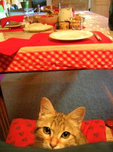 cat chat auvergne