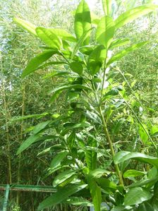 4 epices arbre