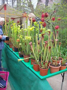 Botanischer-Garten-2014-04-05-004.JPG