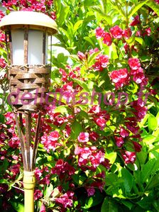 bambou fleur protege