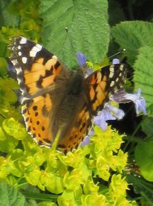 papillon--2----Copie.JPG