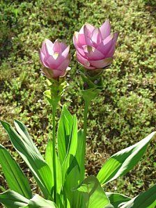 curcuma-fleur