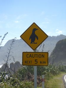 kiwi-road-trip 7866