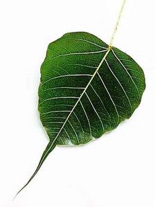 View source image Image result for la bo de images