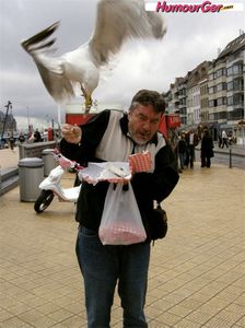 Attention_a_vos_frites_Attaque_de_mouettes.jpg