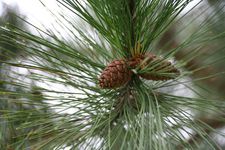 MINNESOTA Pinus resinosa 005 800